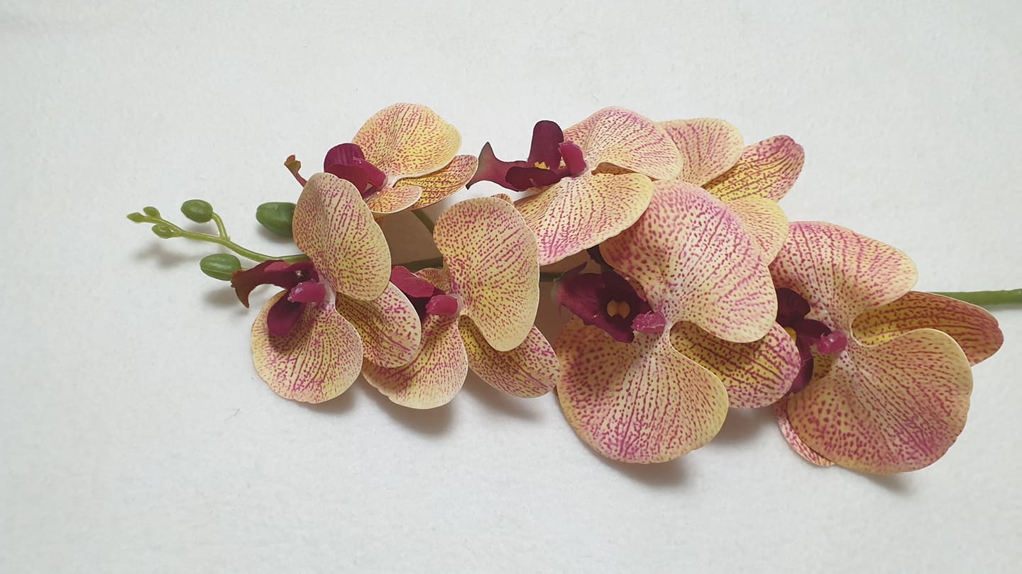 Élethű gumi orchidea