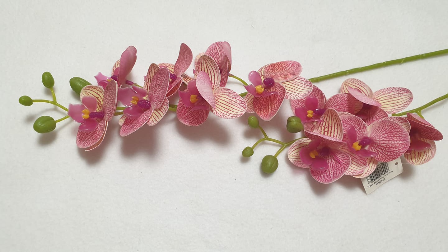 Élethű gumi orchidea
